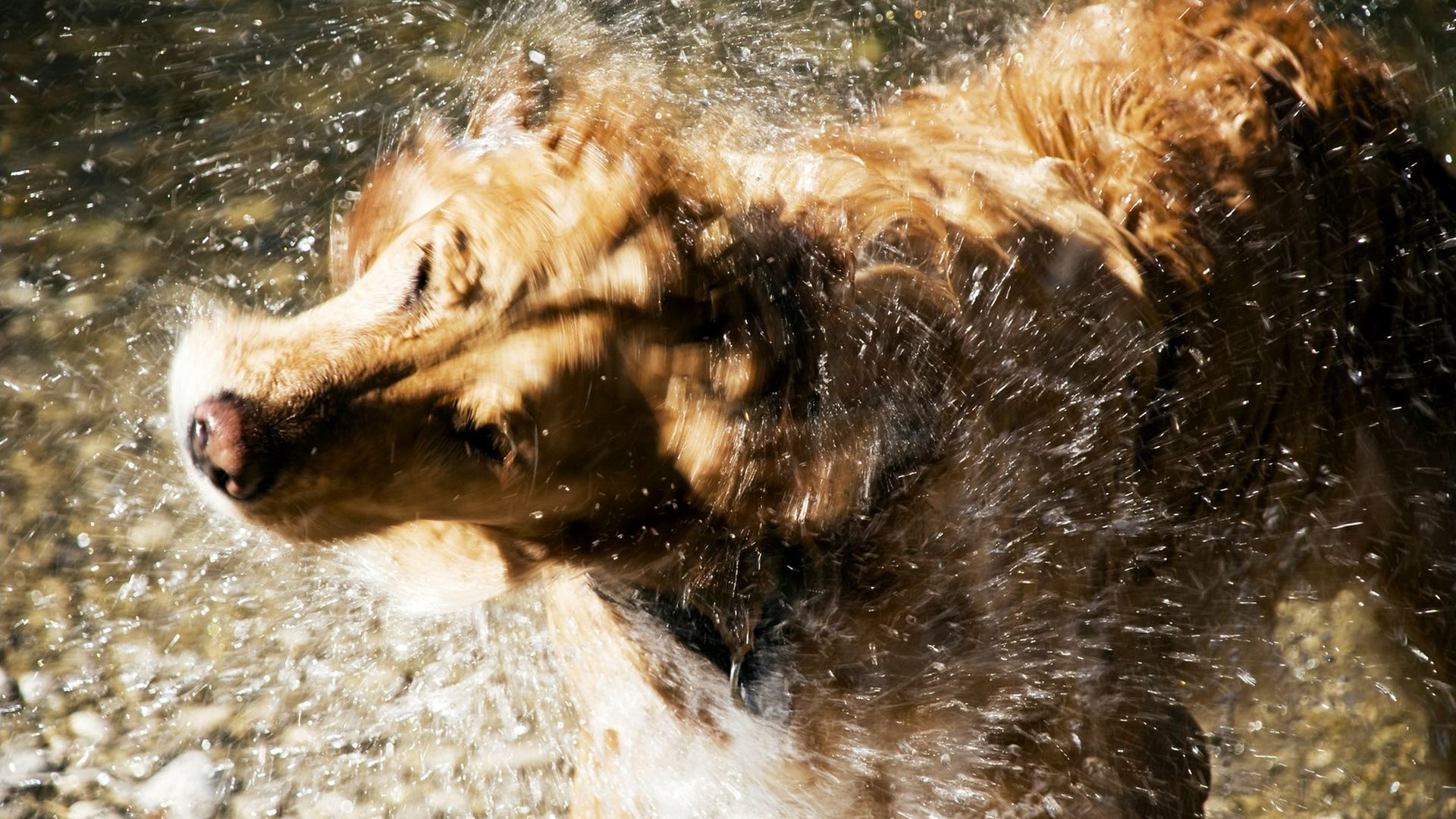 A dog shaking water from its coat after a wash